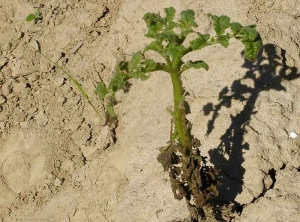 Streak with necrosis and drying of the base of leaves, stunting and leaf deformations on young potato plants infected with <i> <b> Potato Virus Y </i> </b>.