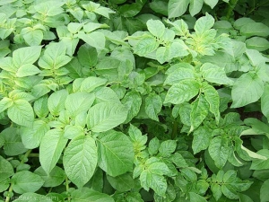 Crinkling with severe leaf deformation and mosaic pattern in a potato plant infected by <i><b>Potato Virus Y</i></b> (PVY) (right), compared to the smooth foliage of the healthy plant (left)
