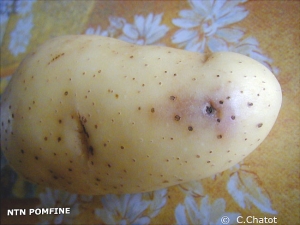 Brown blister caused by <i> <b> Potato Virus Y <sup> NTN </ sup> </i> </b> on potato tuber.