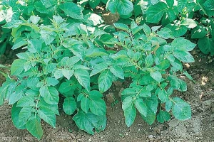 Potato plant infected by <i><b>Potato Virus A</i></ b> (PVA) (on the right) with mild leaf deforming mosaic symptoms