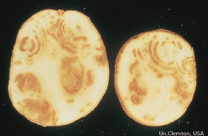 Wide diversity of symptoms caused by <b>TRV</b>: more or less discontinuous necrotic arcs and lines or rust spots.