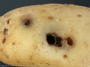 Perforation on a potato tuber caused by a slug