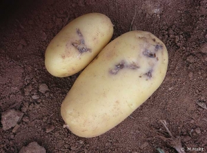 Superficial galleries dug by tuber moth larvae, often starting near the eyes. <i><b>Phthorimaea operculella</i></b>