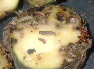 Larva damage on potato tubers. <i><b>Phthorimaea operculella</i></b> (Potato Tuber Moth)