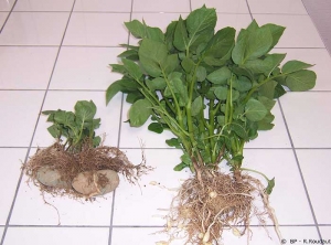 Comparison of the root system between a potato plant attacked by symphylans (left) and an unaffected plant (right)<i>. <b>Scutigerella immaculata</i></b>