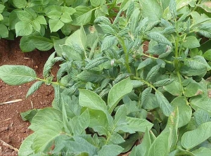 Damage caused by spider mites on potato; deformed foliage 