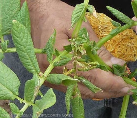 Damage caused by spider mites on potato; deformed and brown necrosis on foliage