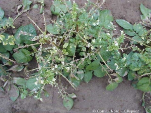 Damage caused on potato foliage by a corn herbicide. <b>Herbicide phytotoxicity</b>