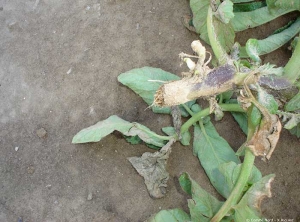 Potato rod broken by the wind. Note the drying out and foliar burns.