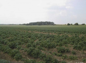 Areas of heterogeneous emergence and missing plants, due to seed potatoes that have become wet in a hopper left out in the rain
