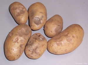 Internal necroses and surface depressions on the potato tubers caused by low temperatures