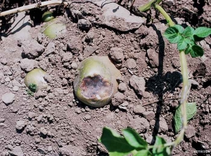 Tuber burned or browned by the sun (sunscald)
.