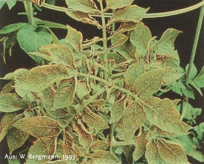 Manganese deficiency symptoms on potato leaves: interveinal chlorosis, small necrotic dots along the veins and the necrotic areas on leaflets margins