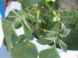 Necrosis of growing tips, bushy appearance and dull aspect caused by boron deficiency