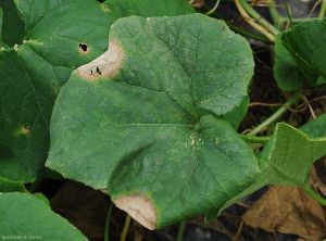 Didymella-Melon-Jaune-VANG