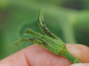 Corynespora-Tomate5