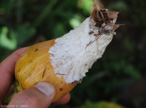 Sclerotium_Courge_Nice