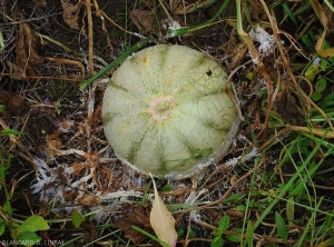 Sclerotium_Melon1