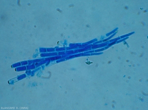 Cercosporiose-Pasteque6