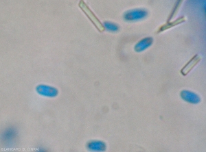 Anthracnose21