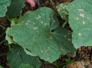 Lésions débutantes sur feuille de concombre. Plutôt circulaires, parfois angulaires, elles sont brunes et nécrosées en leur centre, les tissus foliaires montrent une teinte plus livide en périphérie. <i><b>Colletotrichum orbiculare</b></i> (anthracnose)