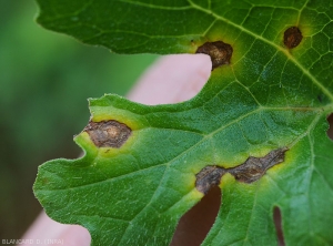 Détail de quelques taches sur feuille de courgette ; elles sont brunes, nécrotiques, plus claires en leur centre, avec une teinte jaune du limbe en périphérie des lésions. <i><b>Colletotrichum orbiculare</b></i> (anthracnose)