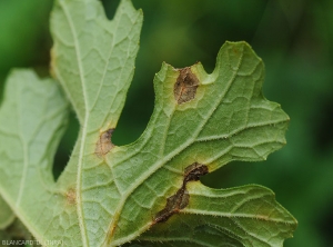 Aspect des taches à la face inférieure du limbe d'une feuille de courgette. Notez le tracé nervaire de cetaines taches.  <i><b>Colletotrichum orbiculare</b></i> (anthracnose)