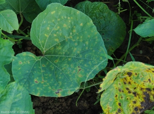 Cette feuille de calebasse est couverte de jeunes lésions d'anthracnose. Elles sont petites, chlorotiques, voire nécrotiques. <i><b>Colletotrichum orbiculare</b></i> (anthracnose)