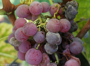 Botrytis7