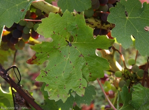 Brown and necrotic lesions are now more extensive.  They are rather arranged along the primary veins and surrounded by a more or less marked chlorotic halo.  <b> <i> Phomopsis viticola </i> </b>. 