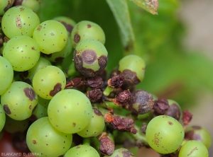 Some berries affected early are completely spoiled and shriveled.  <i> <b> Elsinoë ampelina </b> </i>