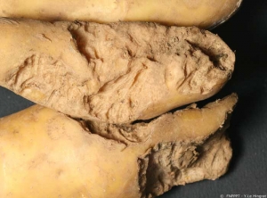 Potato tubers with typical traces of biting by rodents such as rabbits