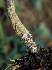 Sclerotium-Aubergine