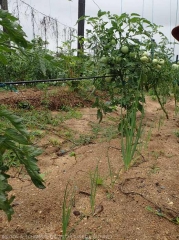 association-tomate-ciboule