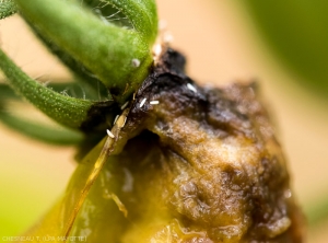 Ncyanescens-Tomate-1