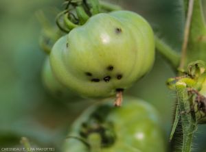 Ncyanescens-Tomate-6