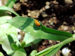 <b><i>Monolepta palustris</i></b> 