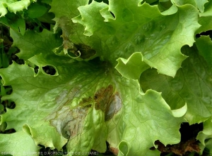 Une large tache s'est développée sur une feuille basse de ce pied de salade. D'abord humide, elle s'est nécrosée rapidement, les tissus ont pris une teinte verdâtre à brun grisâtre, tandis que certaines nervures présentent une couleur rougeâtre.  <i>Rhizoctonia solani</i>  (Rhizoctone foliaire - web-blight)