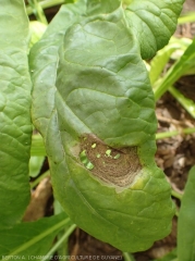 Large lésion d'alternariose sur feuille de navet. <i>Alternaria brassicicola</i>