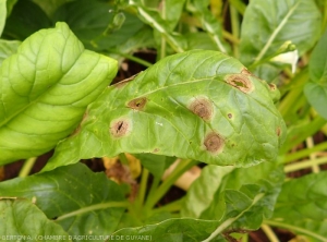 Taches d'alternariose sur feuille de navet. <i>Alternaria brassicicola</i>