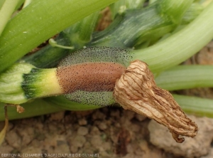 Choanephora_courgette