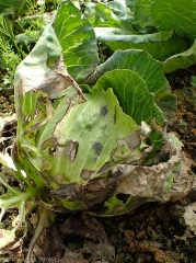 Exemple de syndrome de "Rhizoctone foliaire" sur chou.  (<i>Rhizoctonia solani</i>) (web-blight)