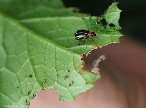 Acalymma-buvittula-Courgette1