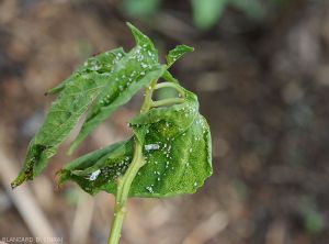 Cochenille-Piment-GuyaneCochenille-Piment-Guyane5