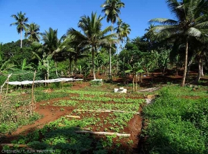 Cultures-Mayotte5