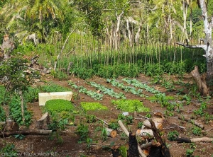 Cultures-Mayotte6