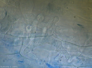 Mycelium-Pythium-piment