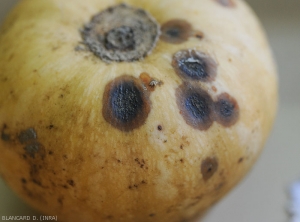 Quelques taches parsèment ce fruit de courge. Elles sont humides, marron foncé, et noirâtres en leur centre. Des fructifications du champignon sont aussi visibles . (<i>Didymella bryoniae</i>) (pourriture noire sur fruit, black rot)