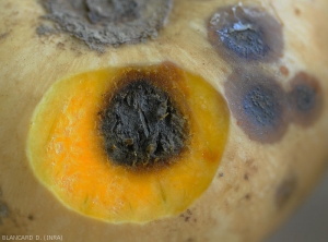 Une coupe dans cette courge démontre qu'une pourriture humide se développe en profondeur ; celle-ci présente une coloration noire assez caractéristique. <i>Didymella bryoniae</i>. (pourriture noire sur fruit, black rot)