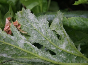 Oidium-Courgette5